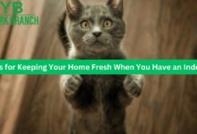 10 Tips for Keeping Your Home Fresh When You Have an Indoor Cat