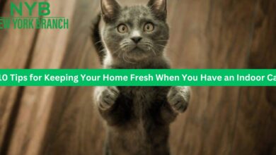10 Tips for Keeping Your Home Fresh When You Have an Indoor Cat