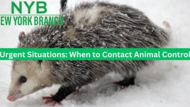Urgent Situations: When to Contact Animal Control