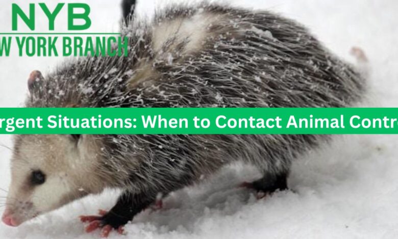 Urgent Situations: When to Contact Animal Control